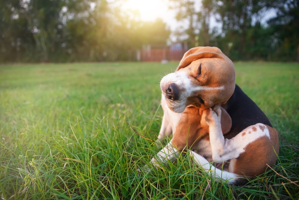Pavargote žiūrėti savo šuns įbrėžimą? Šios paprastos veterinarijos patvirtintos priemonės iš tikrųjų veikia-„Dogster“